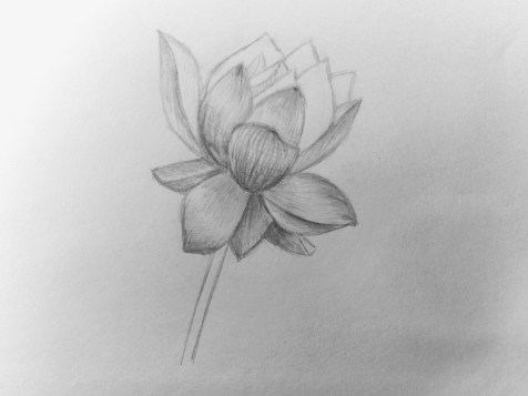 Come disegnare un fiore a matita? Lezione passo dopo passo. Passo 12. ritratti a matita - Fenlin.ru