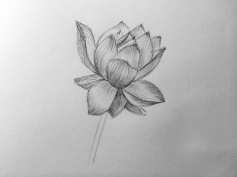 Cum de a desena o floare cu un creion? O lecție pas cu pas. Pasul 13. Portrete în creion - Fenlin.ru