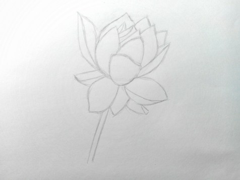 Come disegnare un fiore con la matita? Lezione passo dopo passo. Passo 7. Ritratti a matita - Fenlin.ru
