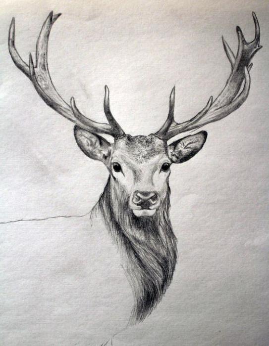 how to draw a deer head with a pencil