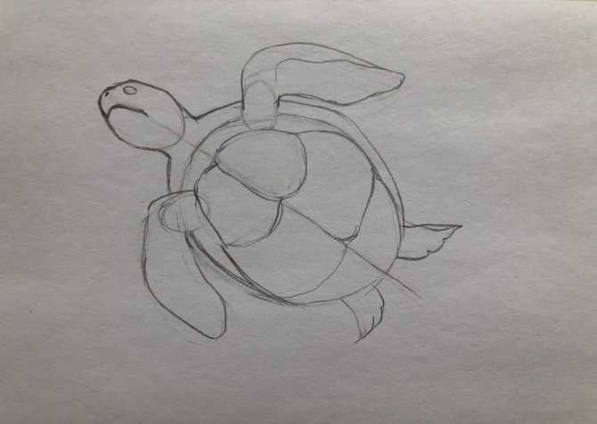How to draw a pencil turtle step by step 2 turtle in water - photo