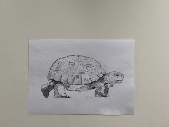 How to draw a pencil turtle step by step - 3 stage simple turtle - photo