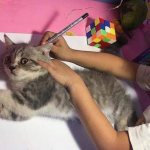 Cum de a desena o pisică