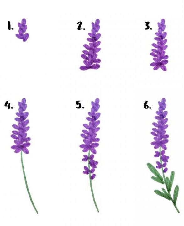 How to Draw Lavender Step by Step