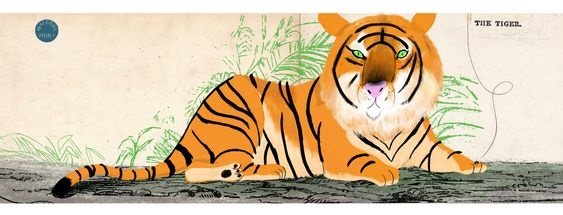 cum să desenezi un tigru mincinos