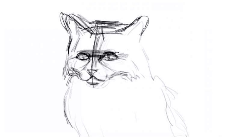 How to draw a fluffy cat