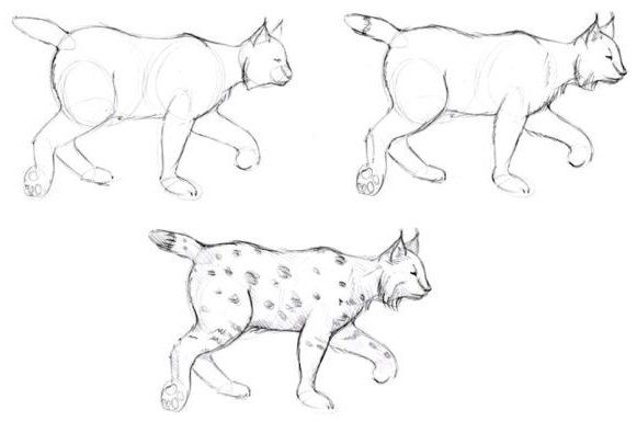 How to draw a lynx in pencil