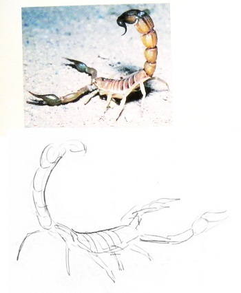 How to draw a scorpion 13