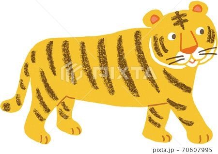 cum să desenezi un tigru gras