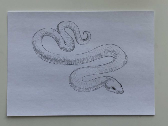 Come disegnare un serpente con una matita in un disegno passo dopo passo - serpente semplice Passo 3 - foto