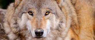 Come distinguere un lupo da un cane