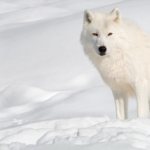 what does the polar wolf look like?