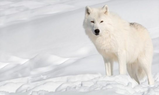 What does the polar wolf look like?