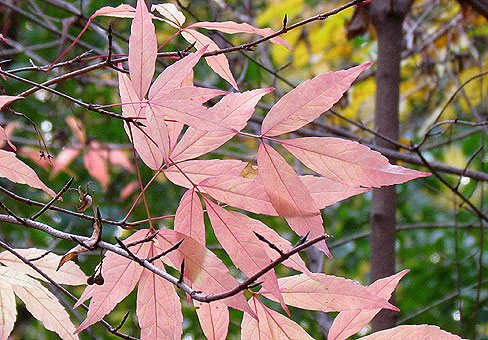 Manchurian maple in autumn