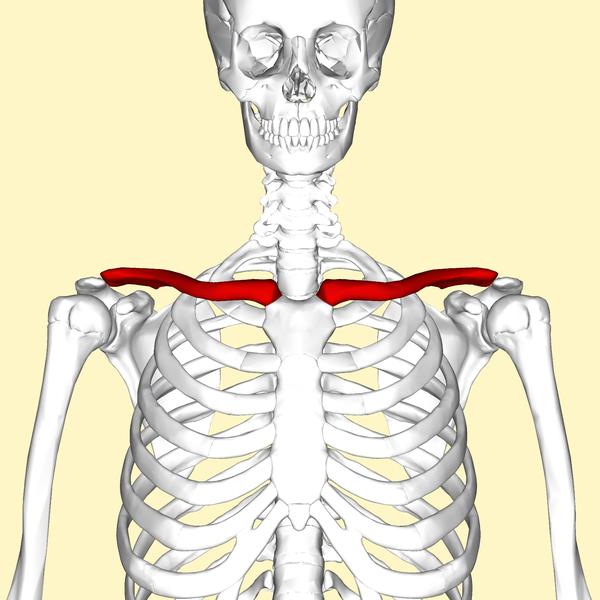 collarbone shoulders
