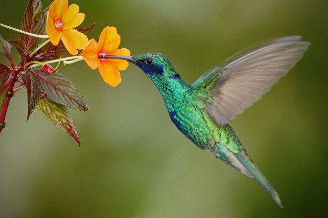 hummingbird symbol