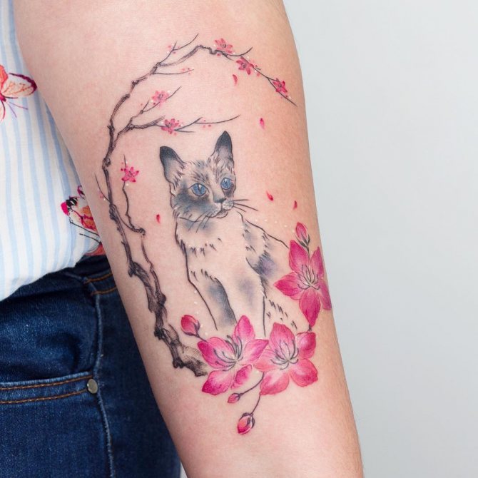 Cat and Sakura on the arm of a girl
