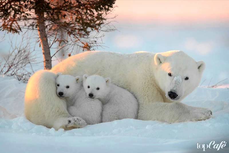 Beautiful Bear Photos: Polar Bear