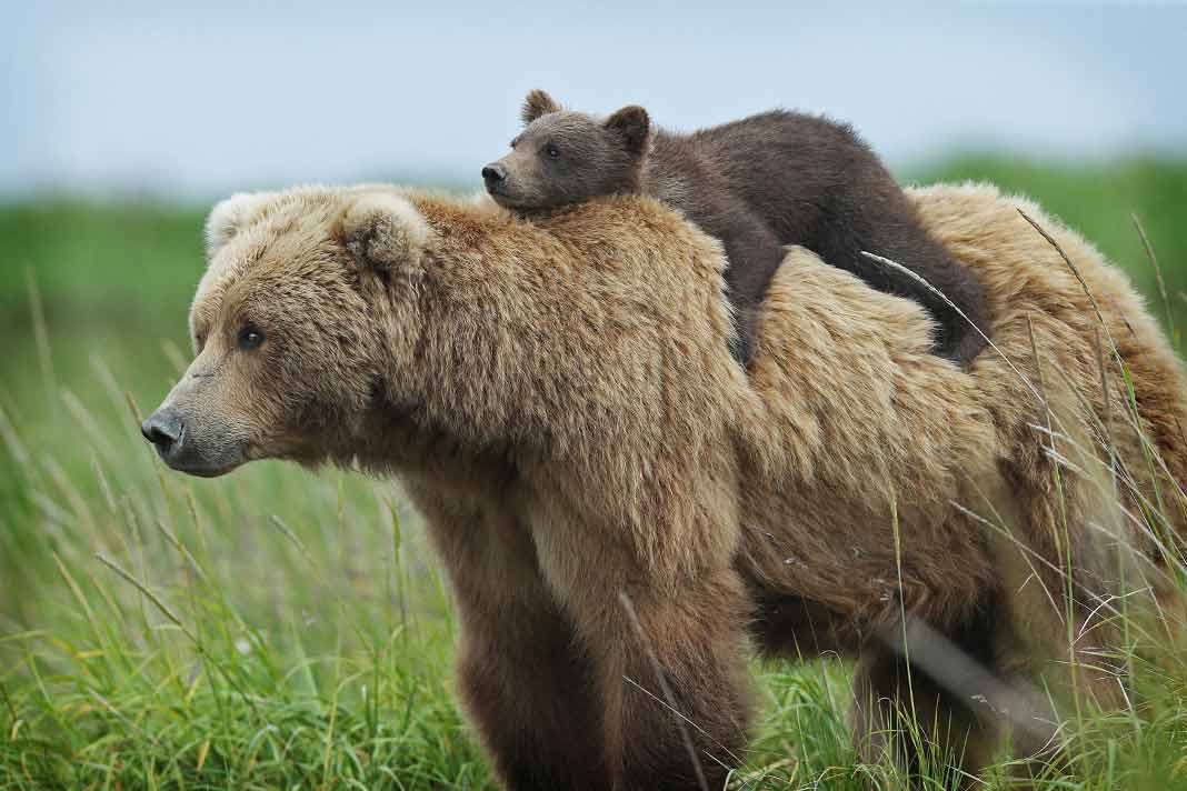 Beautiful pictures of bears