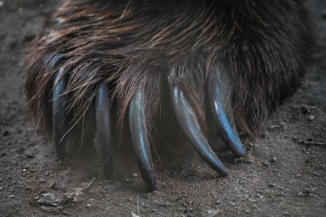 The bear's paw is a fearsome weapon, with five forward projecting claws.