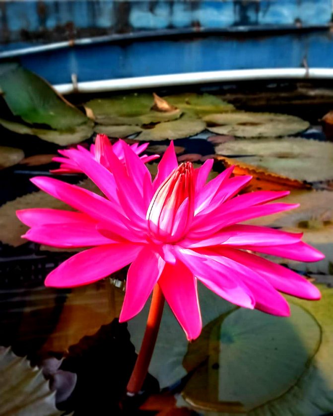 Lotus - flower of the Gods