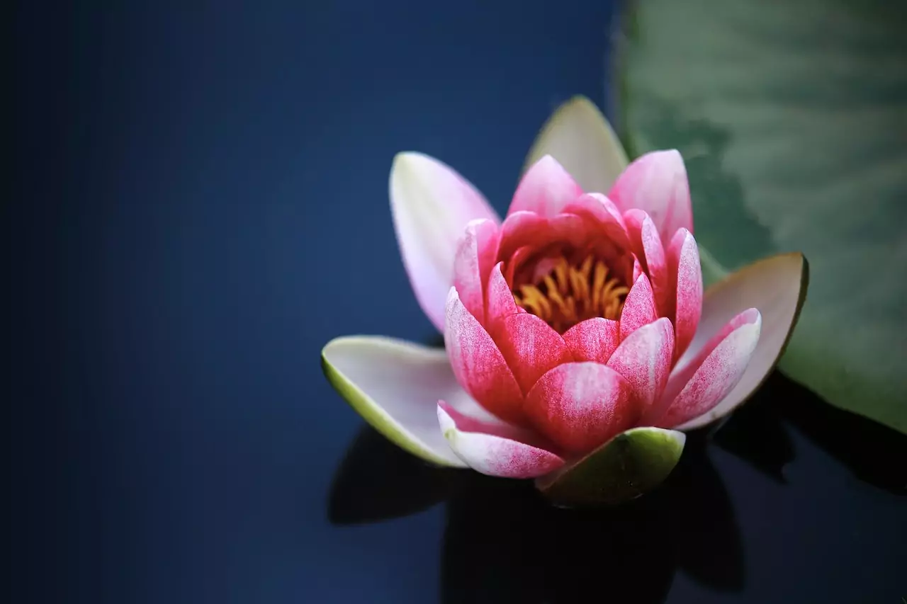 Lotus ancient flower