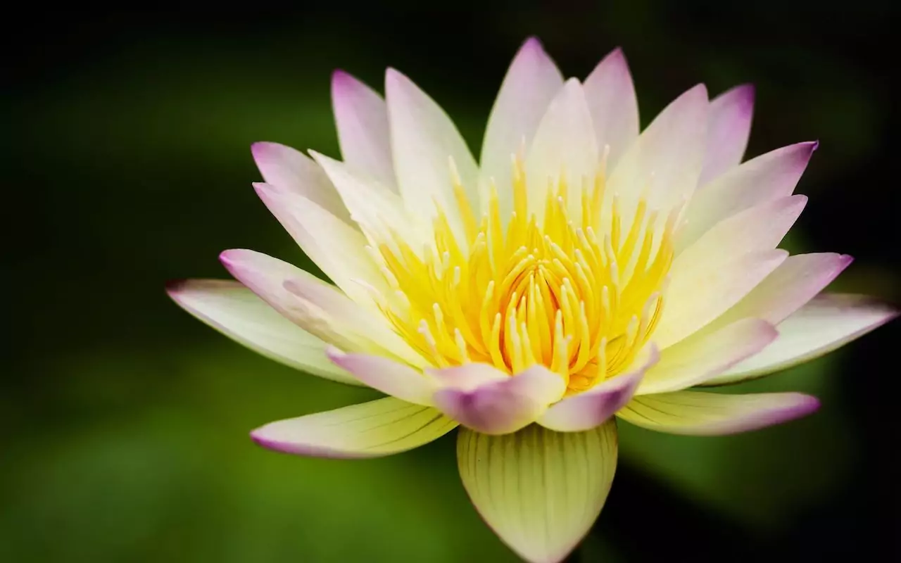 Lotus ancient flower