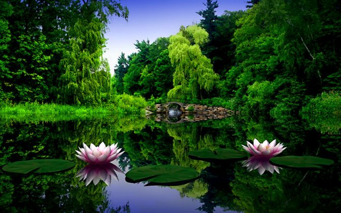 Lotus and its symbolism