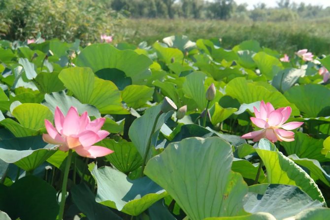 The five-petal lotus