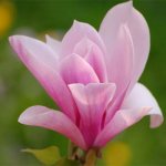 Magnolia is a flower of purity and charm