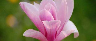 Magnolia - flower of purity and charm