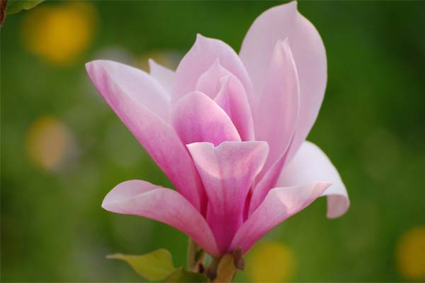 Magnolia - the flower of purity and charm