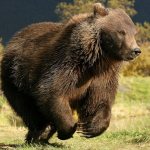 The bear can reach speeds of up to 55 km/h