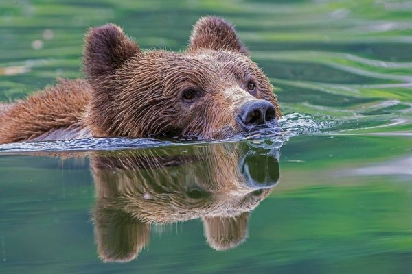 The bear swims