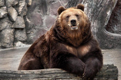 bear in a zoo