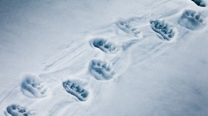 Bear tracks in the snow are a sign that there is a bear cub wandering around.