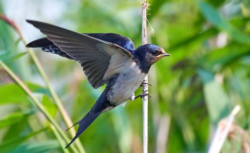 The mystical meaning of swallows