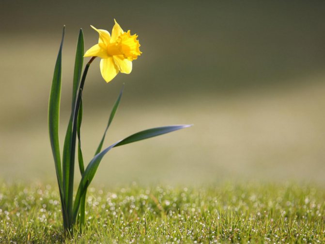 daffodils (700x525, 95Kb)