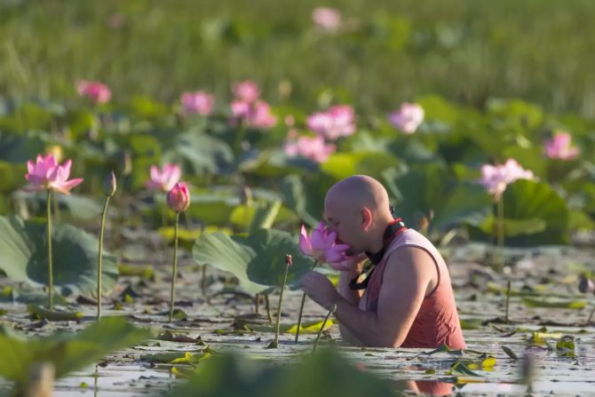 Tender lotus flower