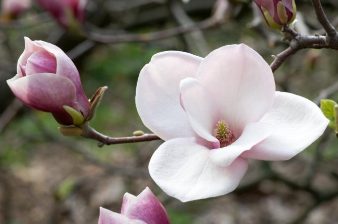 Tender magnolia flower