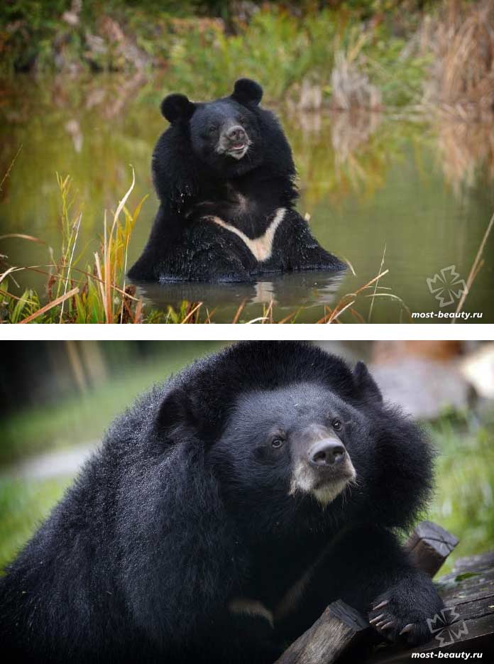 The Most Beautiful Bears: The Himalayan Bear