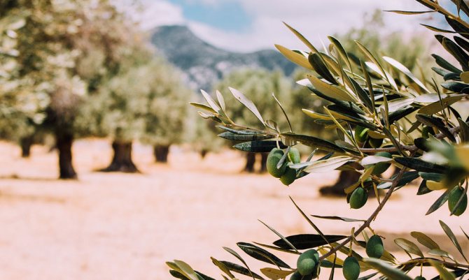 olive tree meaning