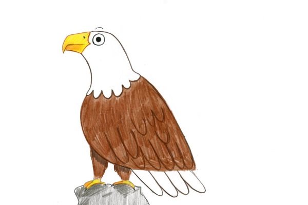 Un desen de un vultur pentru copii într-o schiță de desen pas cu pas.