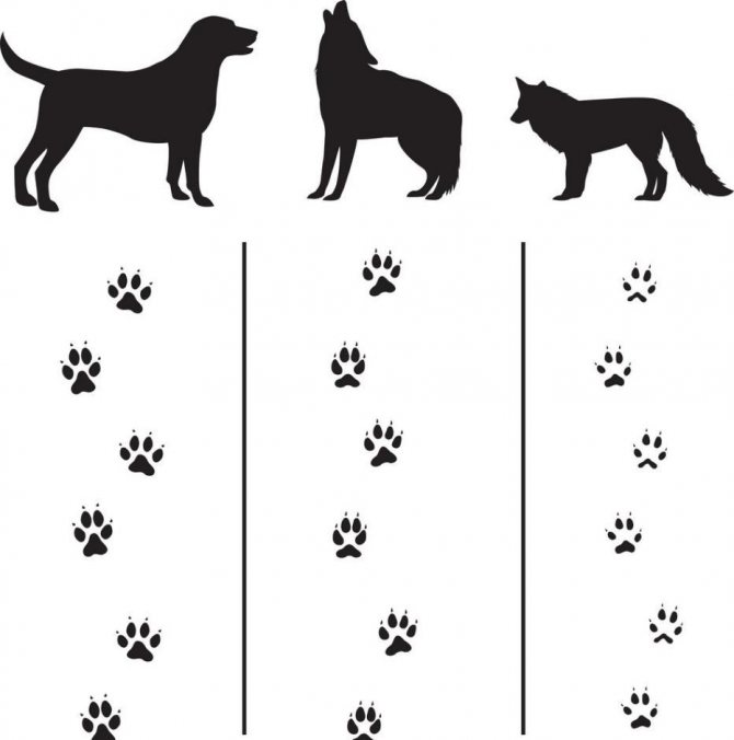 Difference of footprints of animals
