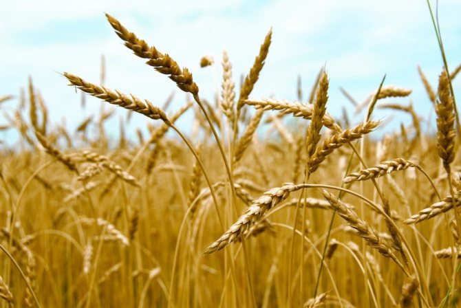 Differences between wheat and rye
