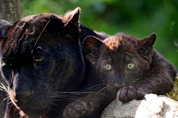 Panther with cub