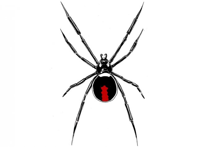 A spider tattoo might look like this