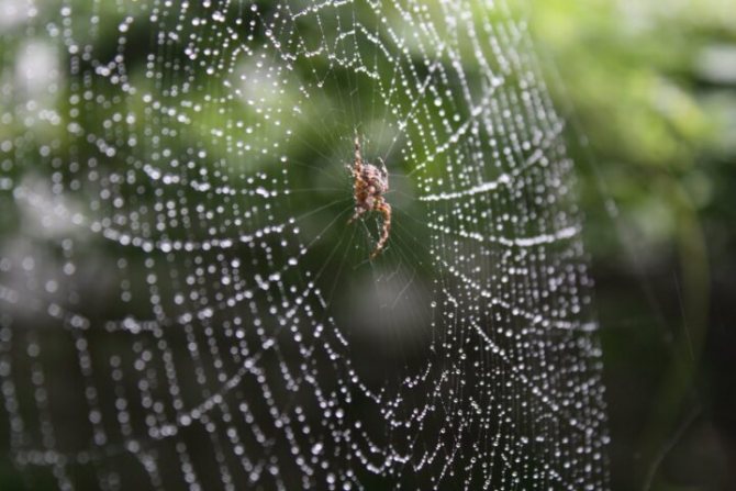Spiders: description, structure and way of life
