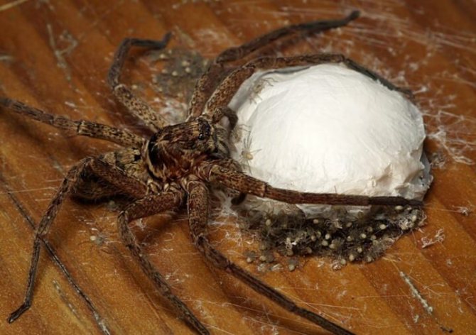 Spiders: description, structure and lifestyle