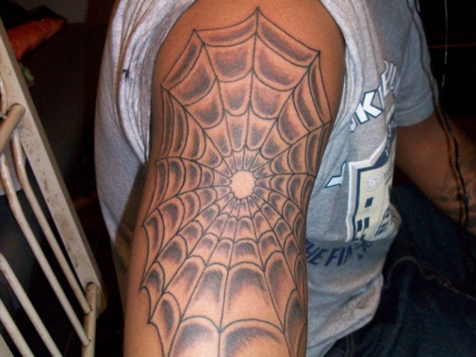 A spider web without a spider on the shoulder.
